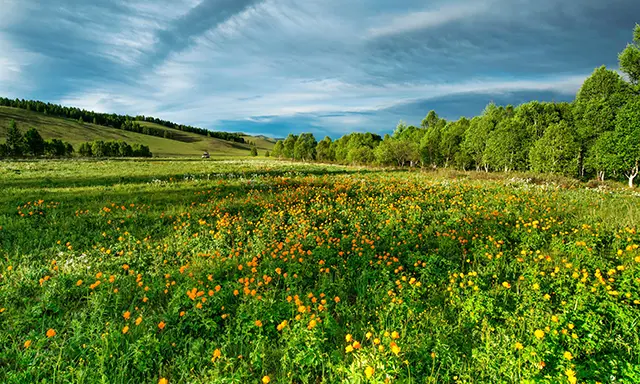 Biodiversity