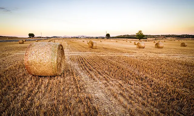 hay