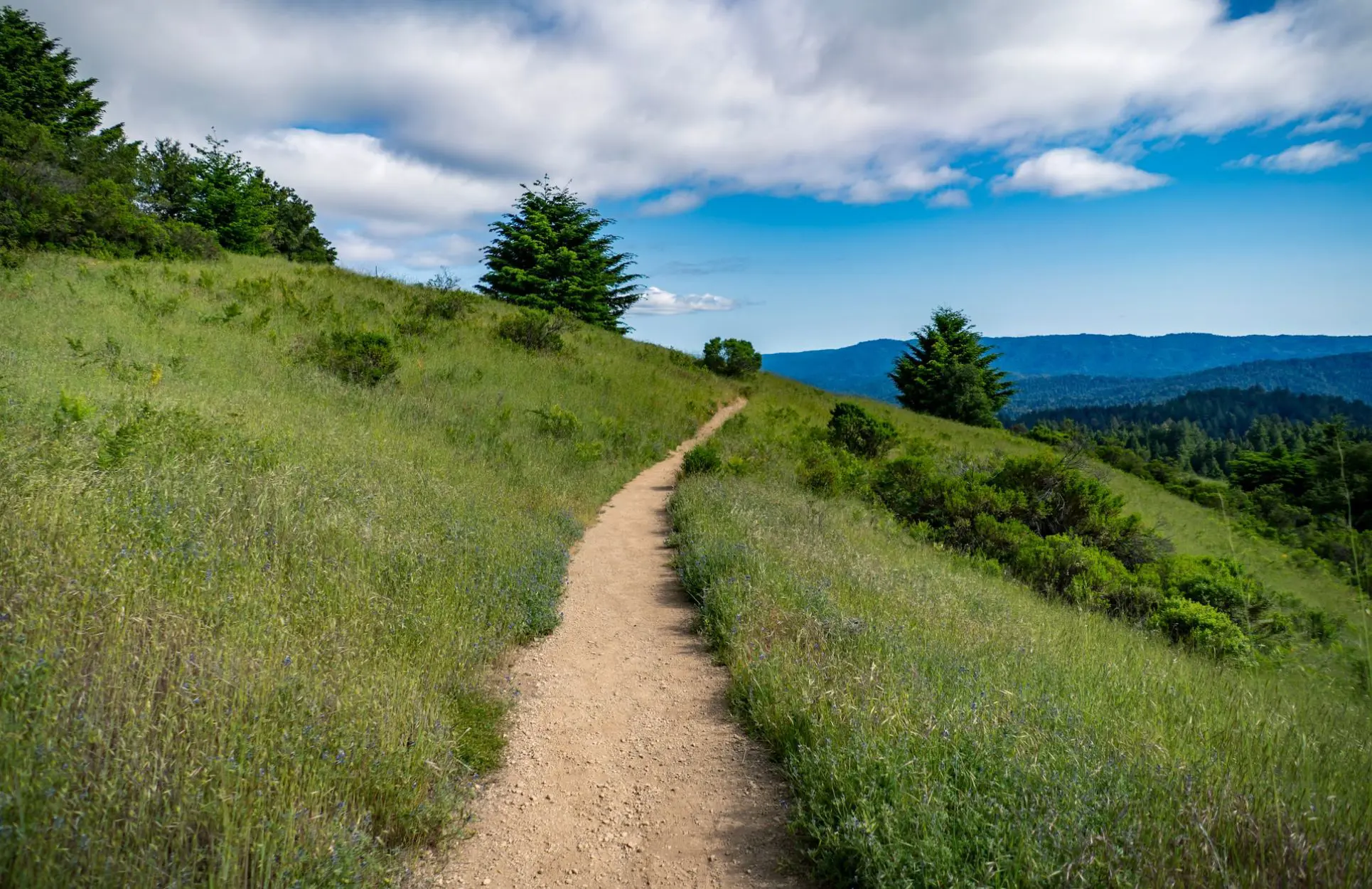 IFoA sustainability path