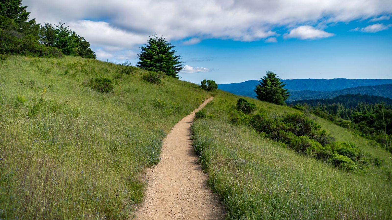 IFoA sustainability path