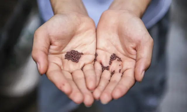 Seeds (3)